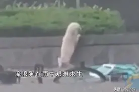 只是在灾难中救了一条狗，为什么要被骂？图片