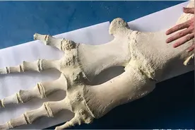 鲸鱼没有手，为什么长着人手一样的骨骼？这得从鲸鱼的进化史说起图片