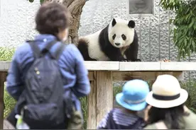 旅日大熊猫旦旦7月回国 大批日本人冒疫情抽签告别图片