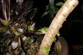 黑法师有三喜，按着喜好养，外表更帅气，长成多头小树图片