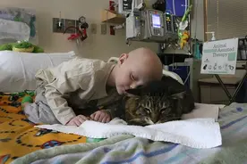 “猫在临死前，还努力安慰我”丨别再说猫养不熟了！图片