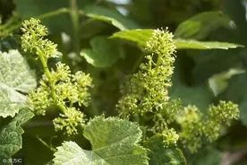 大棚葡萄花期结合科学管理是关键，实现高产稳产也不难，值得借鉴图片