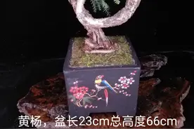 不老松，也有人叫它做澳洲杉图片