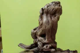 增陵赏石｜联觉联想之妙：一木一石一铜佛，佛祖说法"狮子吼"图片