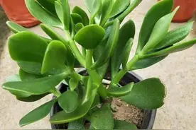 玉树老是烂根？移栽小玉树，就按3步走，7天就缓苗，一年变老桩图片
