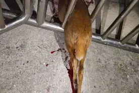 这就很灵性了！受伤赤麂血流不止 连夜跑到卫生院求救图片