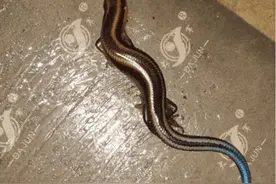 自己家的老鼠粘板，居然粘到这样的生物！有谁知道这是什么吗？图片