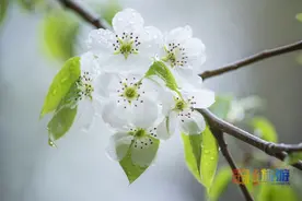 官宣！北京春游赏花，赏梨花的地方推荐了4处，就看你喜欢哪种风格！图片