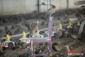 济南有个“彩蛋村”，村里养的鸡听摇滚乐，下“七彩蛋”图片