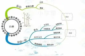 四下《白桦》预习大纲图片