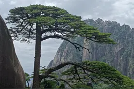 黄山归来不看岳，黄山归来我后悔了图片