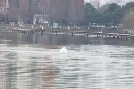 湖面有“泉眼”？原来是洋澜湖的生命通道图片