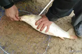 蒜头能钓鱼？钓鱼界这几点，不知多少钓友被忽悠，你中招了几点图片