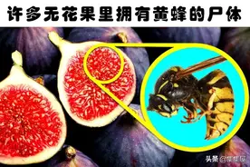 你知道兔子曾被用作验孕棒吗？盘点6个很少有人了解的冷知识图片