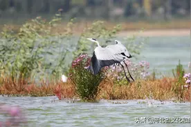 康巴诺尔湖美丽候鸟——苍鹭图片