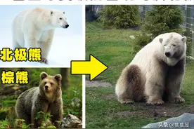在人为和非人为的情况下出现的7种奇怪的杂交动物品种图片