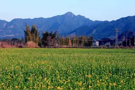广州从化油菜花开了，春节打卡正当时图片