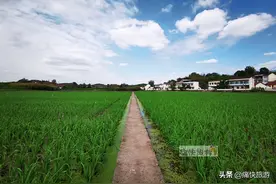 走进自贡长滩河畔的田园稻香图片