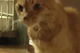 爆哭！橘猫被遗弃后竟然患上厌食症，绝食3个月瘦成纸片图片