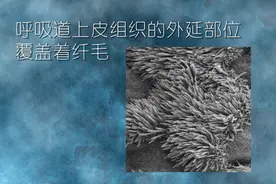 一般人绝对想不到，人体除了毛发，居然还有各种各样的“内毛”图片