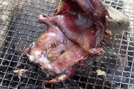 再见了，竹鼠！柳江区14万只竹鼠正式"下架"，每只补偿180元图片