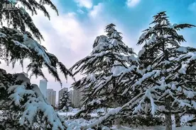 青松傲雪（外五首） 作者：仲佳富图片