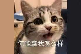 气人表情包图片