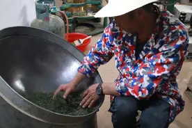 信阳毛尖简单分辨方法图片