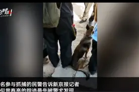 民警讲述搜捕曾春亮细节：被警犬发现 应了警察一声后掉头又跑图片