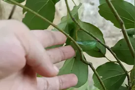 有知道的小伙伴留言告知啊，在这儿先谢过了图片