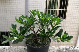 听说栀子花可以水培扦插繁殖，具体的操作步骤是怎样的？图片