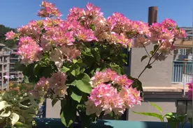 你的阳台还有位置吗？养棵“西施怡锦”，又美又仙，三季有花赏图片