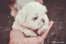 狗是人类最好的朋友，而狗最好的朋友是另一只狗图片
