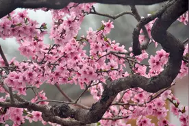 最佳赏花期要到了！呼和浩特市公主府公园桃花景观来袭！图片