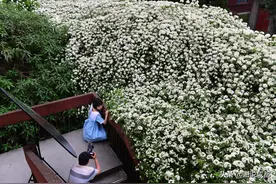 “最美大学楼梯”，川大七里香花瀑美如画图片