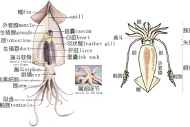 明了海鲜｜乌贼、墨鱼、鱿鱼、章鱼都有什么不同（中）图片