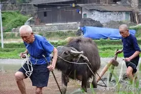 儿子去世以后，儿媳妇有权继承公婆的遗产吗？图片
