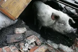 网红“猪坚强”走了：从废墟被刨出来的那一刻，就注定了它的传奇图片
