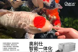 庭院鱼池水清鱼靓的秘密，选对过滤系统功不可没图片