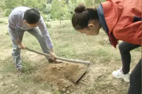不砍树不挖山，袋料也能种茯苓！成本可降到8元以下，农民划得来视频封面
