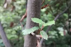 秦岭铁匠木到底是什么？图片