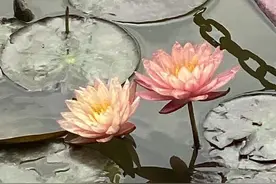 夏日炎炎，荷叶田田，跟着诗词一起来“云赏荷”图片