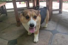 昆明一柯基犬疑似误食见手青中毒 柯基犬主人：目前已无碍图片