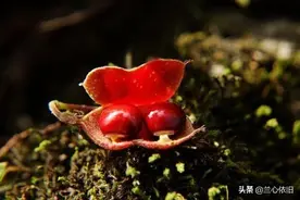 【卜算子】《雨夜情思》图片