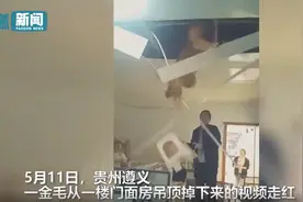 金毛追老鼠把邻居家吊顶压塌 网友调侃：狗拿耗子多管闲事图片