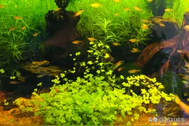 过滤棉溢流对于生态缸和裸缸养鱼养水草的影响，我说下个人的观点图片