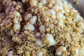 特色美味蚂蚁蛋，你吃过吗？图片
