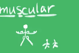 muscular什么意思图片