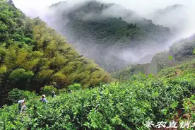 好茶不怕泡——泾县兰香图片