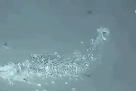 中国首次发现鲸落！一段视频揭秘“鲸落”的全过程！图片